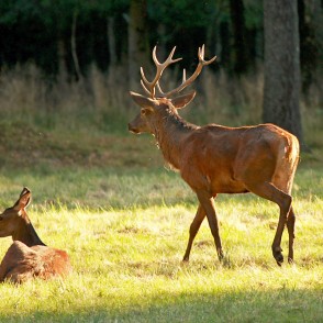 Staltbriedis Staltbriedis