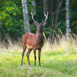 Staltbriedis Staltbriedis