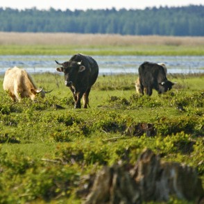 Savvaļas govis dabas parkā "Engures ezers" Savvaļas govis dabas parkā "Engures ezers"