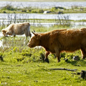 Savvaļas govis dabas parkā "Engures ezers" Savvaļas govis dabas parkā "Engures ezers"
