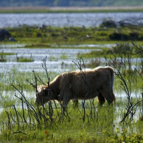Savvaļas govis dabas parkā "Engures ezers" Savvaļas govis dabas parkā "Engures ezers"
