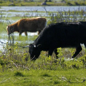 Savvaļas govis dabas parkā "Engures ezers" Savvaļas govis dabas parkā "Engures ezers"
