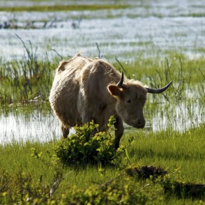 Savvaļas govis dabas parkā "Engures ezers" Savvaļas govis dabas parkā "Engures ezers"