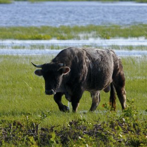 Bullis dabas parkā "Engures ezers" Bullis dabas parkā "Engures ezers"