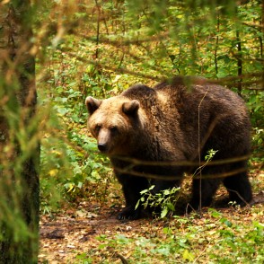 Lācis Līgatnes dabas takā Lācis Līgatnes dabas takā