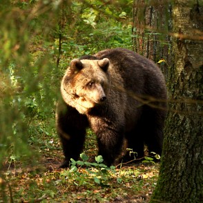 Lācis Līgatnes dabas takā Lācis Līgatnes dabas takā