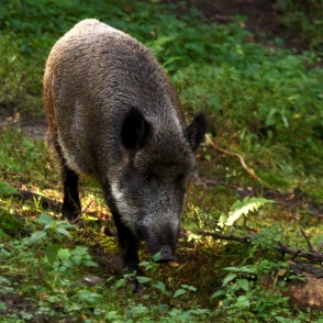 Mežacūka Līgatnes dabas takā Mežacūka Līgatnes dabas takā