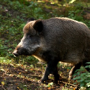 Mežacūka Līgatnes dabas takā Mežacūka Līgatnes dabas takā