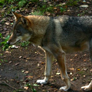 Vilks Līgatnes dabas takā Vilks Līgatnes dabas takā
