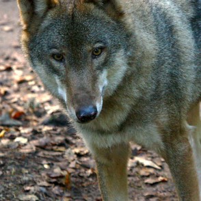 Vilks Līgatnes dabas takā Vilks Līgatnes dabas takā