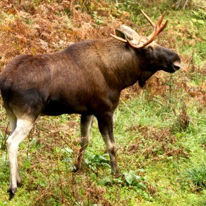Alnis Līgatnes dabas takā Alnis Līgatnes dabas takā