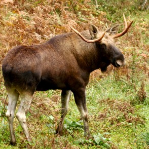 Alnis Līgatnes dabas takā Alnis Līgatnes dabas takā
