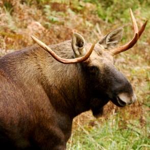 Alnis Līgatnes dabas takā Alnis Līgatnes dabas takā