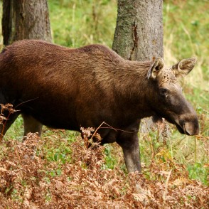 Alnis Līgatnes dabas takā Alnis Līgatnes dabas takā