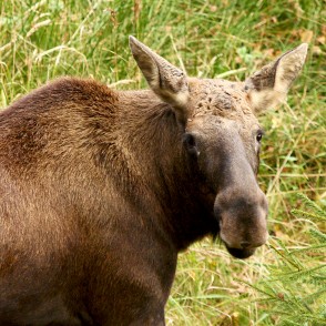 Alnis Līgatnes dabas takā Alnis Līgatnes dabas takā