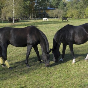LLU Zirgkopības mācību centra „Mušķi“ zirgi LLU Zirgkopības mācību centra „Mušķi“ zirgi