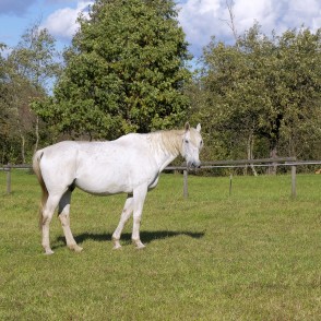 Balts zirgs Balts zirgs