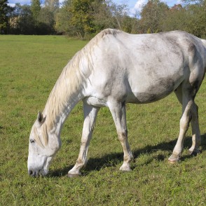 Mušķu baltais zirgs Mušķu baltais zirgs