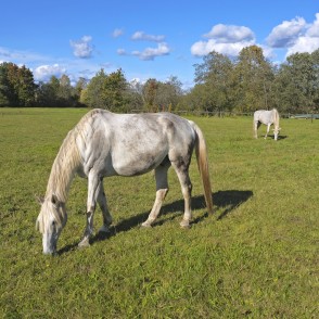 Mušķu baltie zirgi Mušķu baltie zirgi