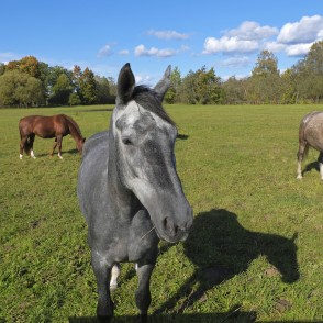 Treju krāsu zirgi Treju krāsu zirgi