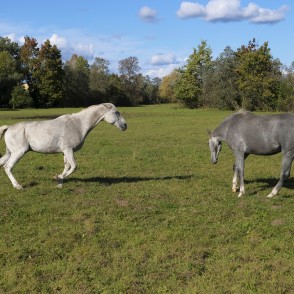 Sākas skriešanās! Sākas skriešanās!