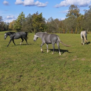 Zirgiem rosība Zirgiem rosība