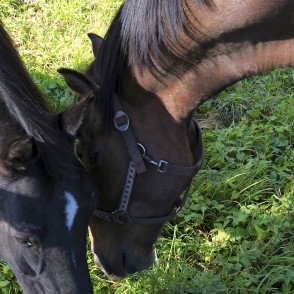 Zirgu sarunas Zirgu sarunas