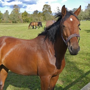 Ko tu man atnesi? Ko tu man atnesi?