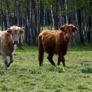 Savvaļas govis dabas parkā "Engures ezers" Savvaļas govis dabas parkā "Engures ezers"