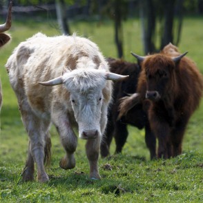 Savvaļas govis dabas parkā "Engures ezers" Savvaļas govis dabas parkā "Engures ezers"