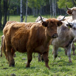 Savvaļas govis dabas parkā "Engures ezers" Savvaļas govis dabas parkā "Engures ezers"