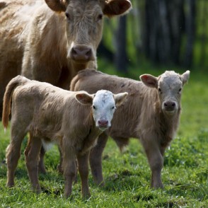 Savvaļas govju telēni Savvaļas govju telēni