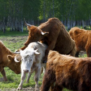 Savvaļas govis dabas parkā "Engures ezers" Savvaļas govis dabas parkā "Engures ezers"