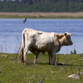 Savvaļas govs baro telēnu un Čurkste Savvaļas govs baro telēnu un Čurkste