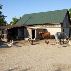 Dzīvnieki brīvi staigā Dundagas Zoo Dzīvnieki brīvi staigā Dundagas Zoo