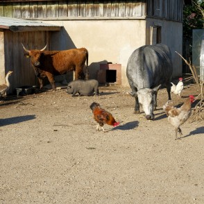 Dzīvnieki brīvi staigā Dundagas Zoo Dzīvnieki brīvi staigā Dundagas Zoo