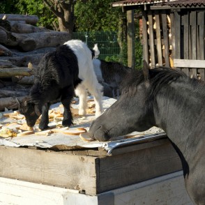 Dzīnieki ietur maltīti Dundagas Zoo Dzīnieki ietur maltīti Dundagas Zoo