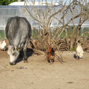 Zilā govs un vistas Dundagas Zoo Zilā govs un vistas Dundagas Zoo