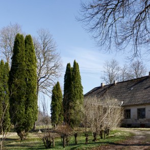 Tūjas pie Iģenes muižas kungu mājas Tūjas pie Iģenes muižas kungu mājas