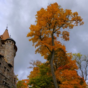 Kļavas ar dzeltenām lapām pie Cesvaines pils Kļavas ar dzeltenām lapām pie Cesvaines pils