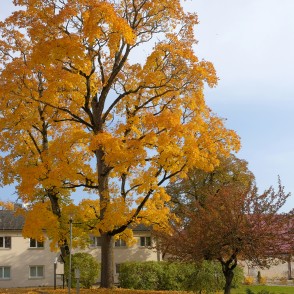Sēļu muižas komplekss Sēļu muižas komplekss