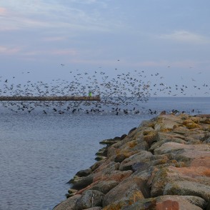 Putni lido pār Rojas molu Putni lido pār Rojas molu