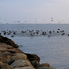 Putni lido pie Rojas mola Putni lido pie Rojas mola