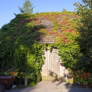 Ar vīteņaugiem apaudzis šķūnis Kukšu muižā Ar vīteņaugiem apaudzis šķūnis Kukšu muižā