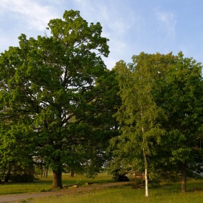 Koki pie Užavas luterāņu baznīcas Koki pie Užavas luterāņu baznīcas