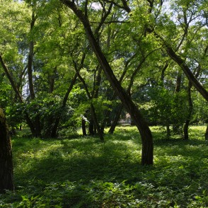 Laidzes muižas parks Laidzes muižas parks