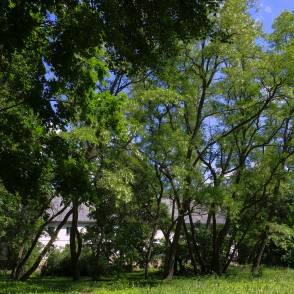 Laidzes muižas parks Laidzes muižas parks