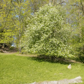 Pilkalnes muižas apkārtne Pilkalnes muižas apkārtne