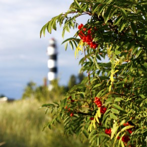 Daugavgrīvas bāka Daugavgrīvas bāka