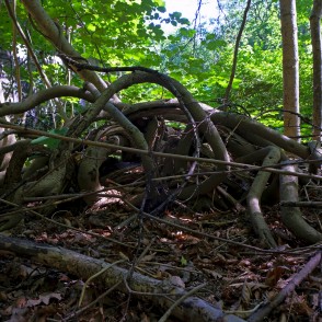 Veca apaļlapu kokžņaudzēja liāna Jāmaiķu muižas parkā Veca apaļlapu kokžņaudzēja liāna Jāmaiķu muižas parkā